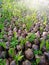 Nursery of coconut trees in Thailand. Giving water.