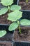 Nursery cucumber seedlings, seedlings business. Seedlings