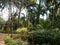 nursery flower plant and tree with nature