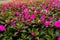 Nursery for flowers Petunia hybrida