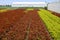 Nursery garden and greenhouses in Dutch place Lisse