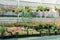 Nursery garden with large assortment of flower ornamental plants growing in pots and plastic boxes