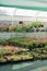 Nursery garden with large assortment of flower ornamental plants growing in pots and plastic boxes