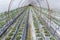 Nursery greenhouse baby garlic plant