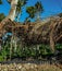 Nursery initiated by local Haitians in rural Haiti under shaded palm branches.