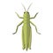 Nursery nature insect isolated animal garden vector object grasshopper
