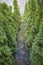 Nursery of ornamental plants on the street. Slender rows of evergreen thuja in pots are final sale