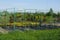 Nursery with rows of black flowerpots with colored ornamental plants