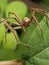 Nursery Spider from Front