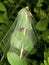 Nursery Spider and it\'s nest