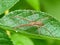 Nursery Spider Stretched Out On Leaf