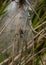 Nursery Spider on Web.