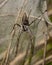 Nursery Spider on Web.