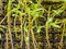 Nursery tomato seedlings in peat moss soil.