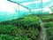 Nursery are used for cultivation of plant.