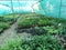 Nursery are used for cultivation of plant.