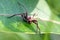 Nursery-web Spider