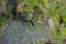 Nursery Web Spider