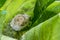 Nursery Web Spider, newly emerged spiderlings from egg sac