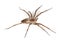 Nursery web spider (pisaura acoreensis)