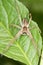 The nursery web spider / Pisaura mirabilis