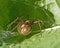 The nursery web spider Pisaura mirabilis