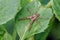 Nursery Web Spider - Pisaura mirabilis resting on a leaf.