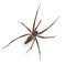 Nursery web spider, Pisaura mirabillis