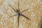 Nursery web spider on wood