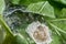 Nursery Web spiderlings emerging from egg sac