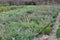 Nursery where decorative bushes and trees are grown