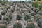 Nursery where decorative bushes and trees are grown