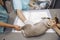 Nurses hold grey cat while skilled doctor performs ultrasound investigation in clinic office