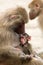 Nursing baboon