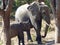 Nursing calf - elephants in Chobe National Park