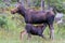 Nursing Calf Moose - Shiras Moose of The Colorado Rocky Mountain