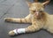 Nursing domestic cat leg accident on street