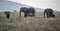 Nursing Elephants with their young