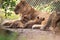 Nursing female African lioness Panthera leo feeding her young cubs