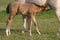 Nursing Foal