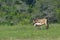 A nursing foal on the preserve. Wild ponies roam free on the island.