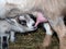 Nursing goat