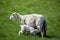 Nursing Lamb