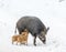 Nursing Mommy Boar With Two Piglets Drinking Milk in the Snow