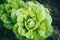 Nurtured greenery: lettuce leaf growth