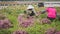 Nurturing Beauty: A Female Asian Farmer Planting Flowers with Dedication