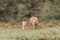 Nurturing Connection: A Serene Scene of a Calf Nursing from its Mother in the Forest