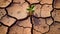 Nurturing Growth: A Close-Up of a Young Plant Amidst Dry Cracks in Fine-Grained Soil