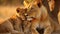 Nurturing Love: A Lioness\\\'s Gentle Care for Her Cubs