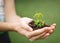 Nurturing Nature\'s Promise: Hand Holding a Small Plant, Symbolizing Growth and Hope